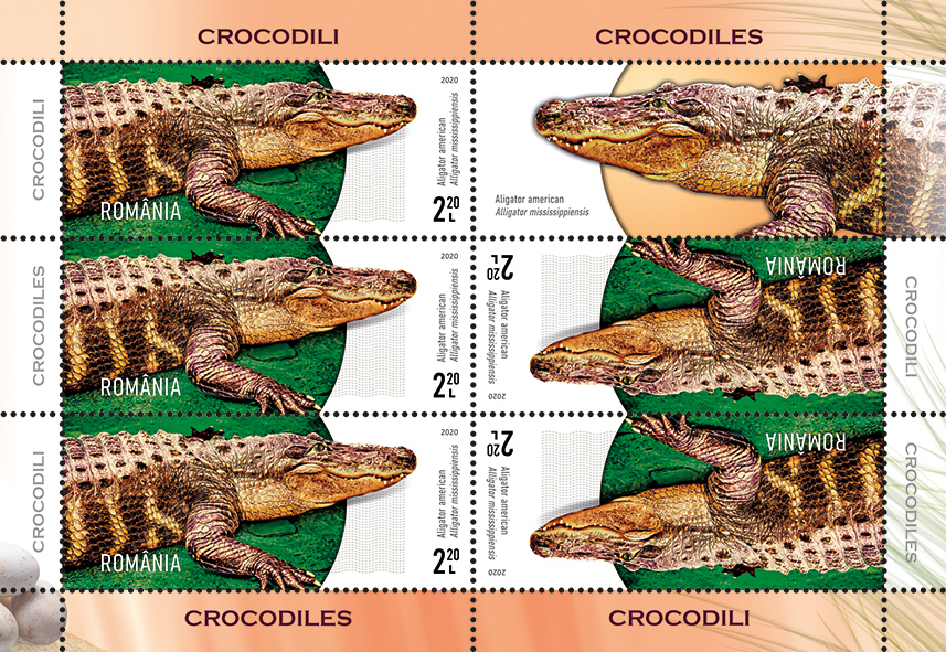 Mc 1_crocodili
