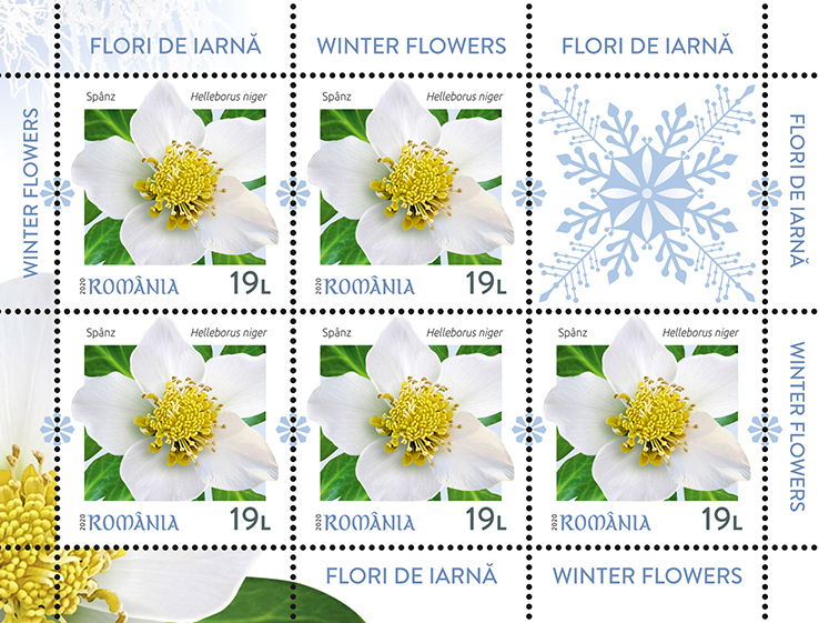 MC4_FLORI_iarna