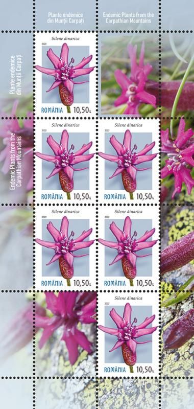 mc4_Endemice_finalizare